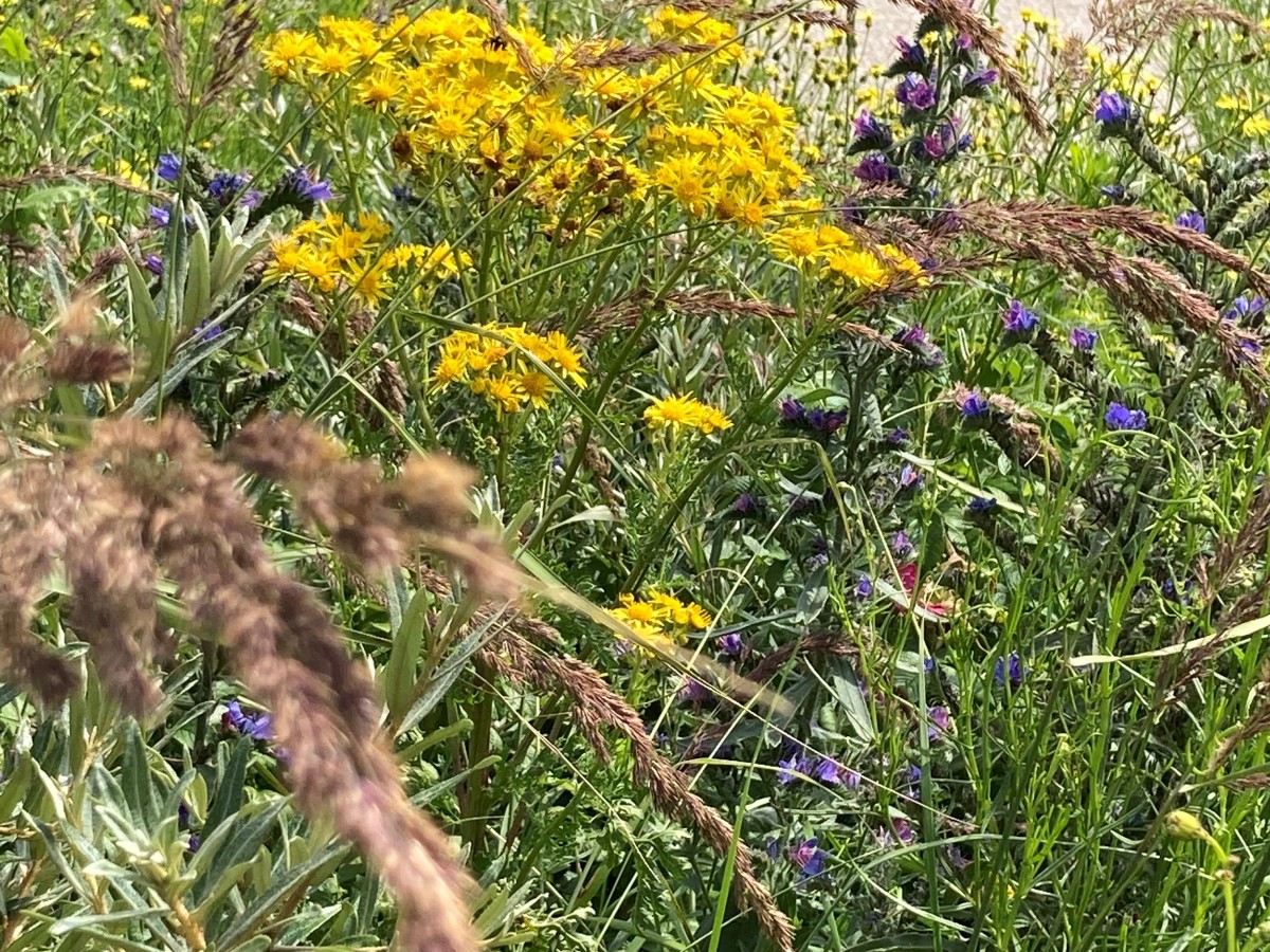 Hoe bloembommen de Haagse bermen omtoveren in een bijenparadijs.